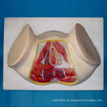 Weibliche Perineum Flache Muskel Blutgefäße und Nerven Anatomie Modell